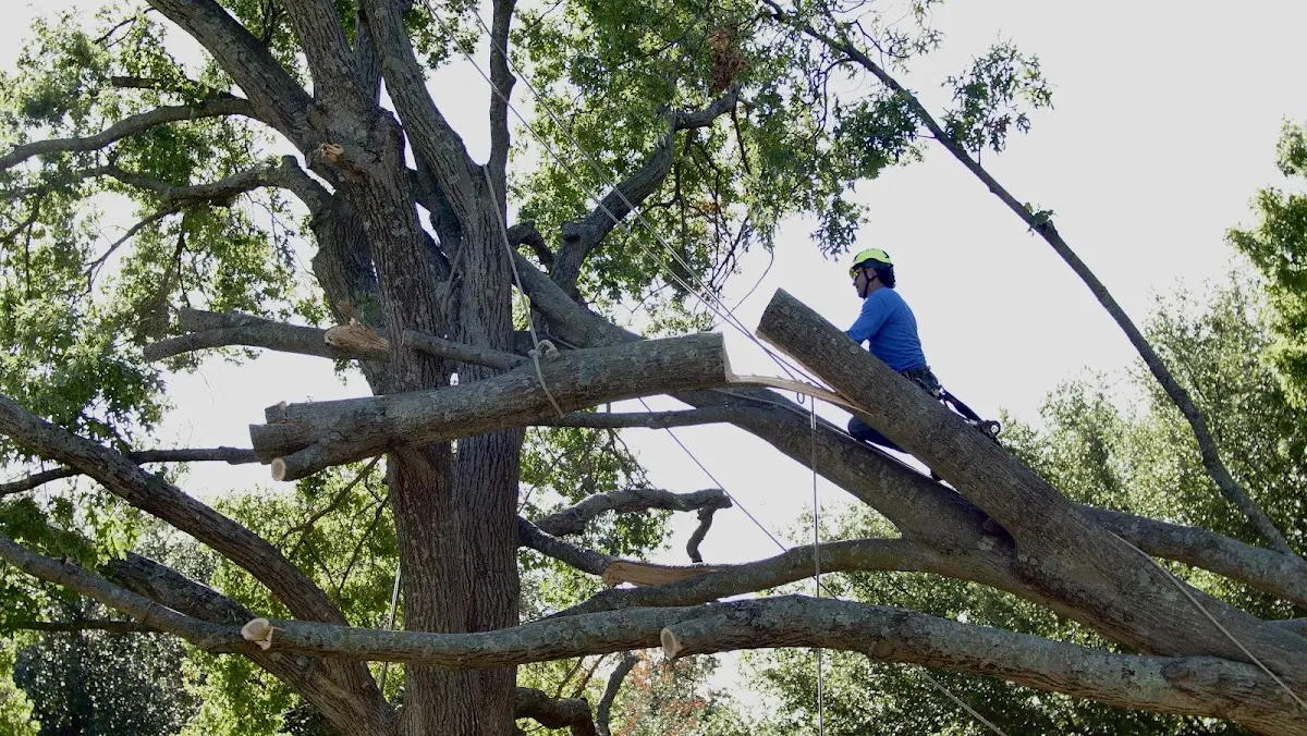 Professional Hazardous Tree Removal performed by certified arborists in Derwood